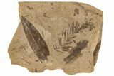 Miocene Fossil Oak Leaf and Cypress Frond Plate - Idaho #189565-1